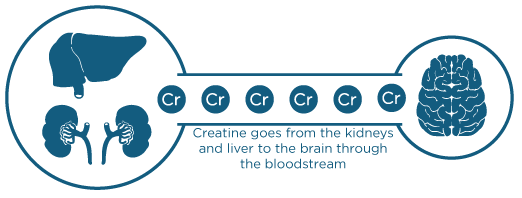 creatine-in-bloodstream